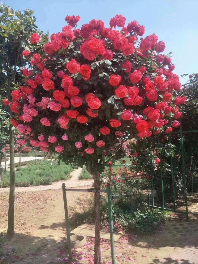 树状月季是一种新型花卉植物,家里面院子空间比较大,就可以种上两棵