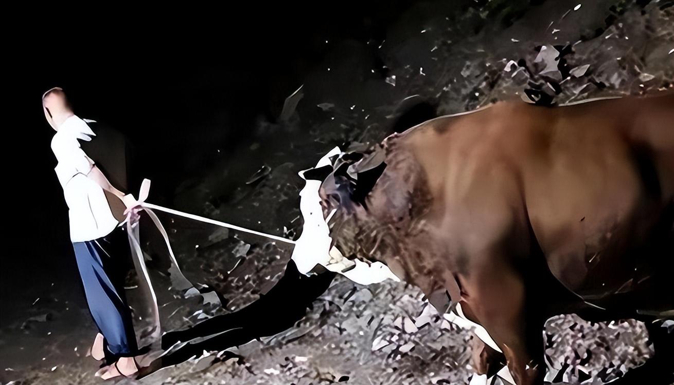 回顾半夜偷牛被踢死家属反将牛主人告上法庭牛主人要我赔32万