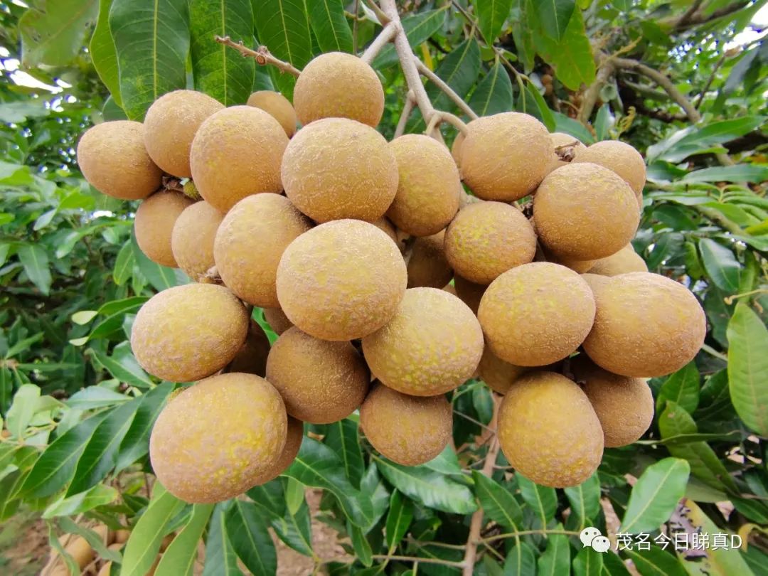 振兴乡村经济,茂名龙眼大会7月16日盛大举行,现场抢先看!