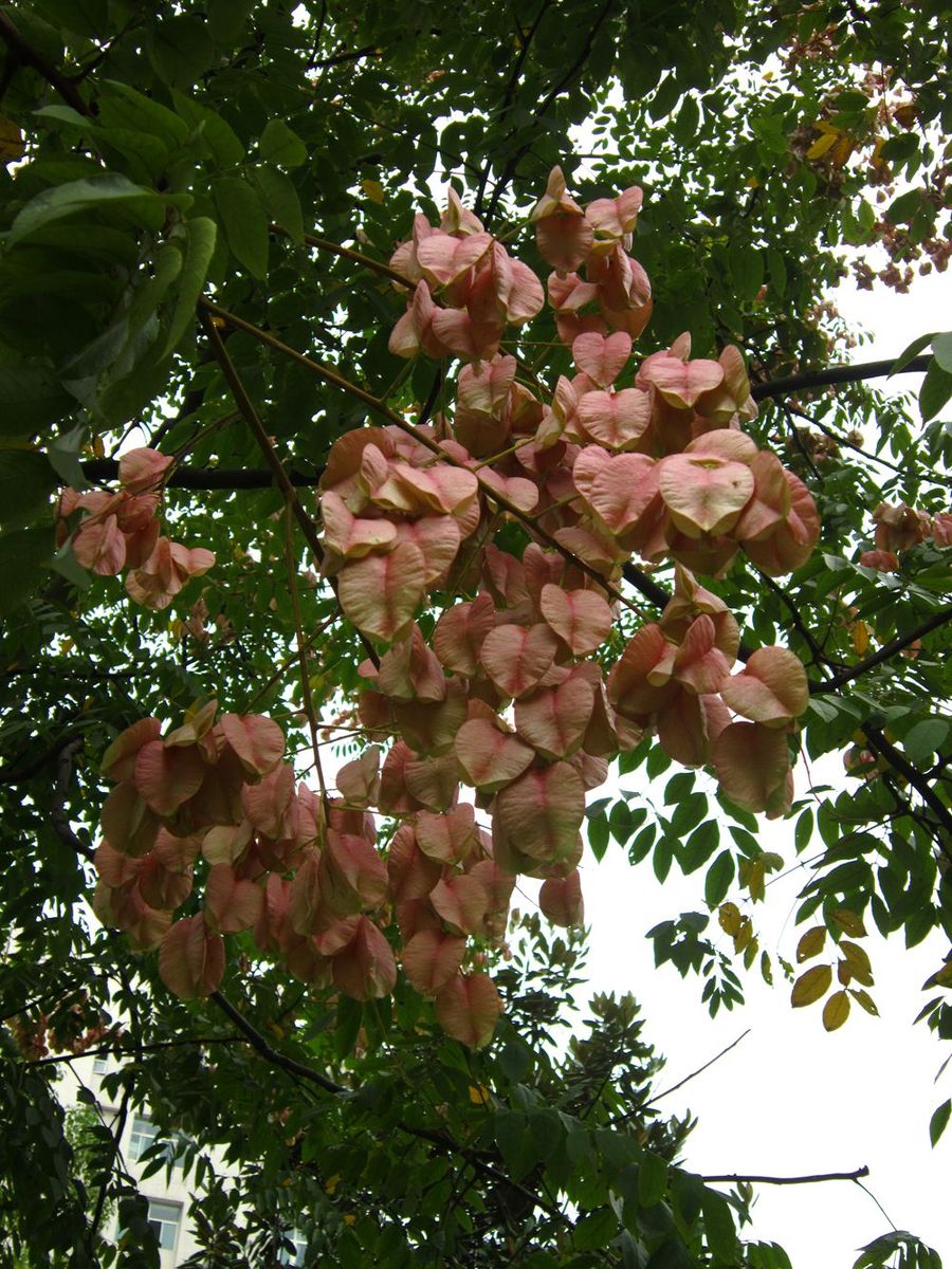 栾树:一种具有历史文化和生态价值的园林树种