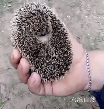 一只小刺猬缩成球状自保,可发现有食物后,两眼发光立即松开棘刺
