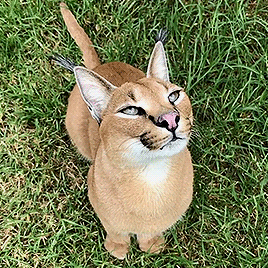 抓鸟小天才狞猫一跳3米高跑得比兔子快却被人当成狗来使唤