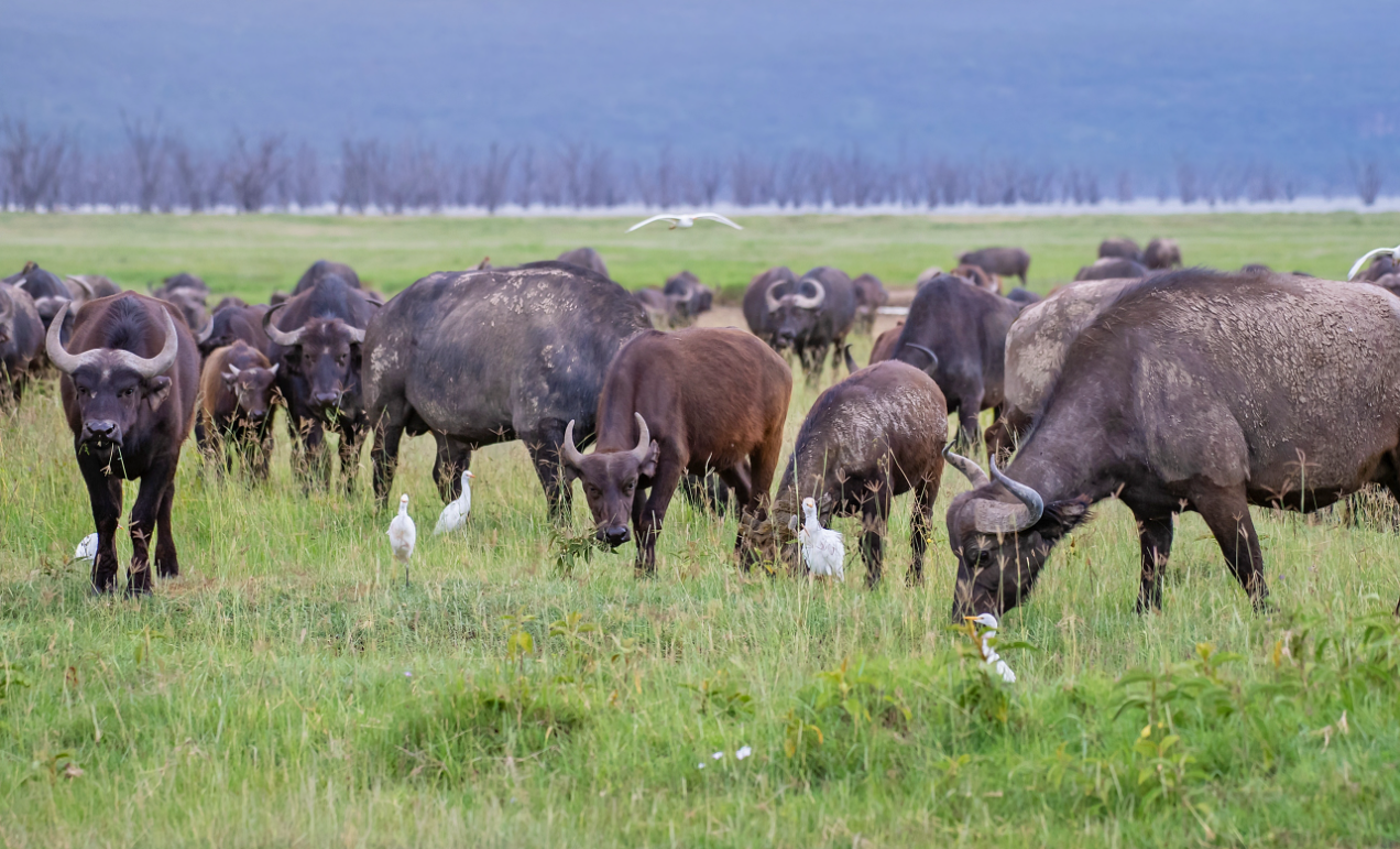 西沙东岛野牛来历不明,专家从牛粪中找到答案,牛和岛都是我国的