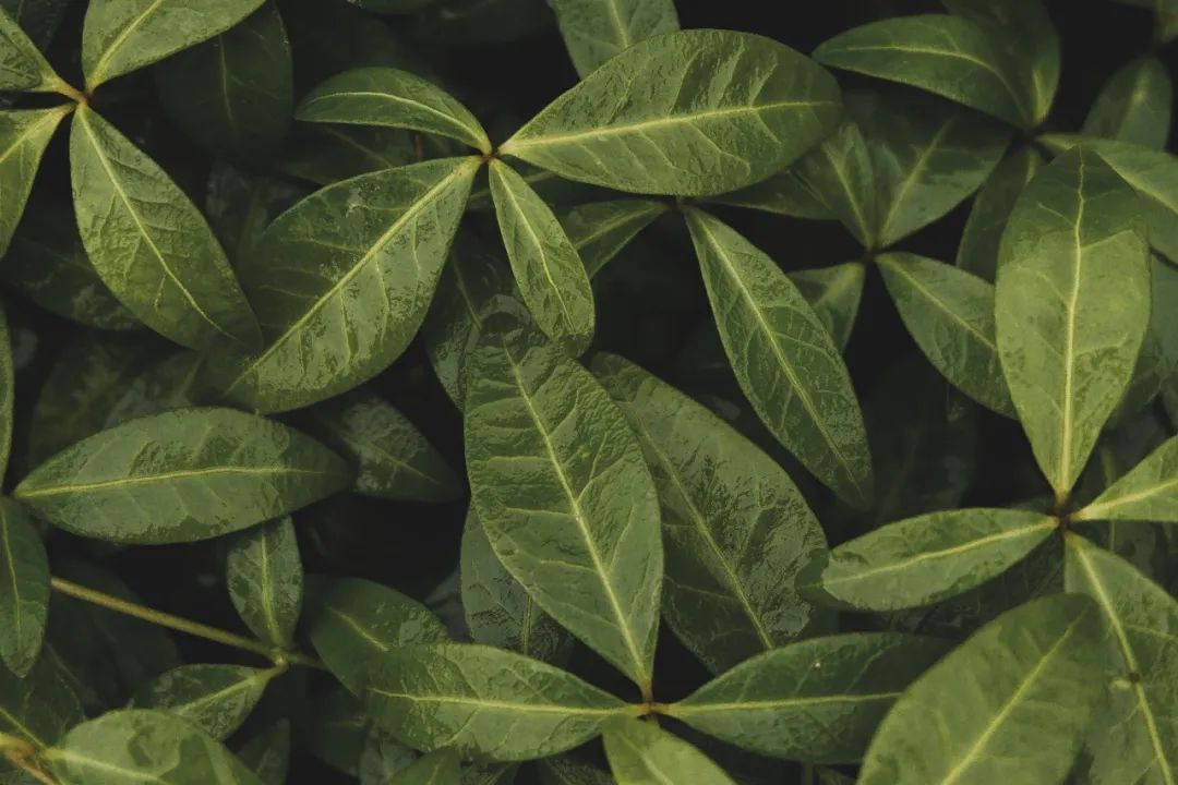 樹葉怎麼拍好看?