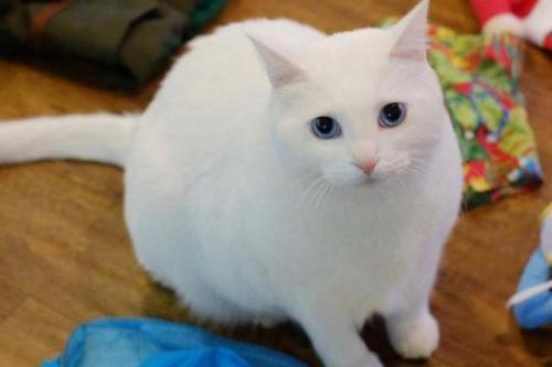 "土猫"也有不同种类!颜值超高的中华田园猫大科普