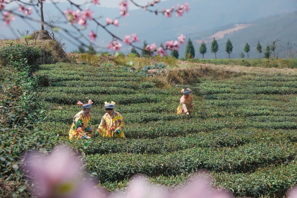 古蔺:马嘶苗乡春茶开采 尝春天第一口"鲜"