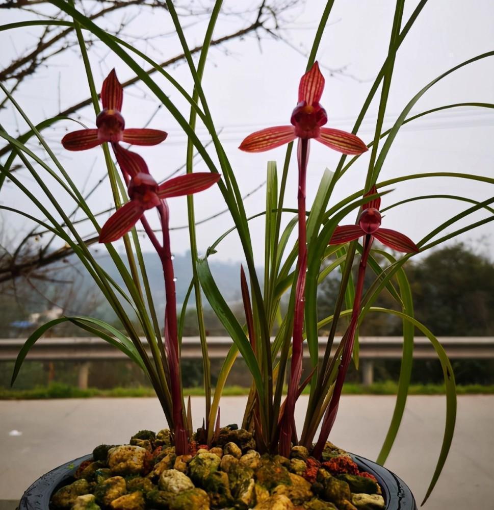 春兰十大红素之首"醉红素",红杆红花,兰香芬芳,新手养兰首选