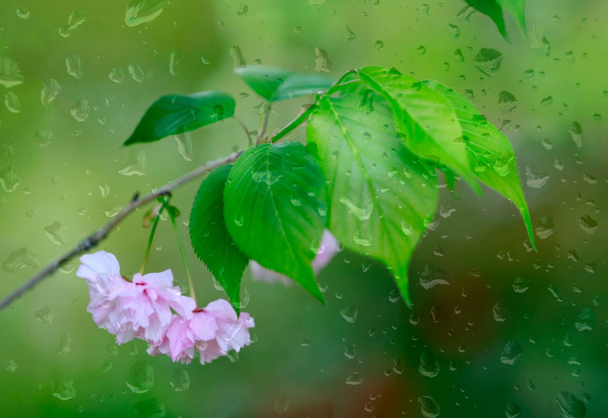 小草和小花壁纸图片