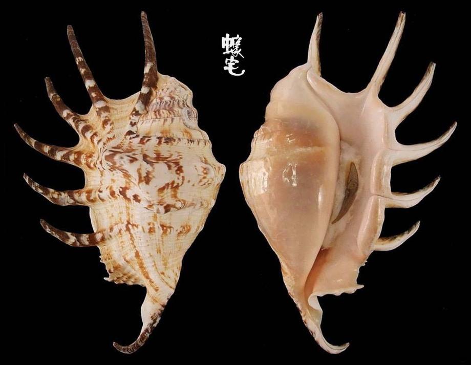 蜘蛛螺:来自大海的可食用蜘蛛