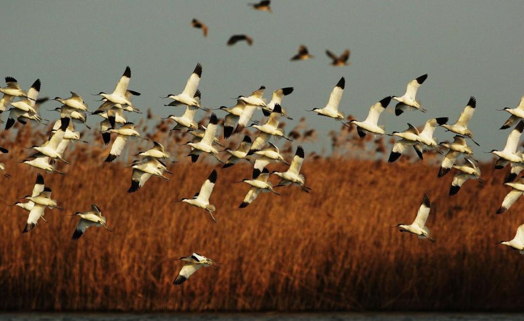 崇明竟然有个"国际机场",每年冬天"客流量"还不小!