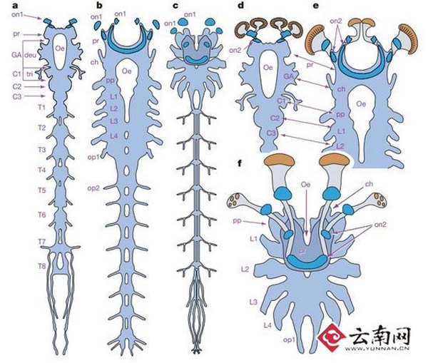 澄江化石群中发现寒武纪时期已知最完整的动物中枢神经系统