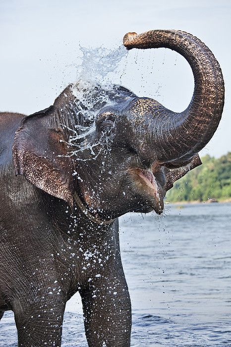 大象鼻子除了吸水,没其它用处吗?这3个好处,解释象鼻90%认知
