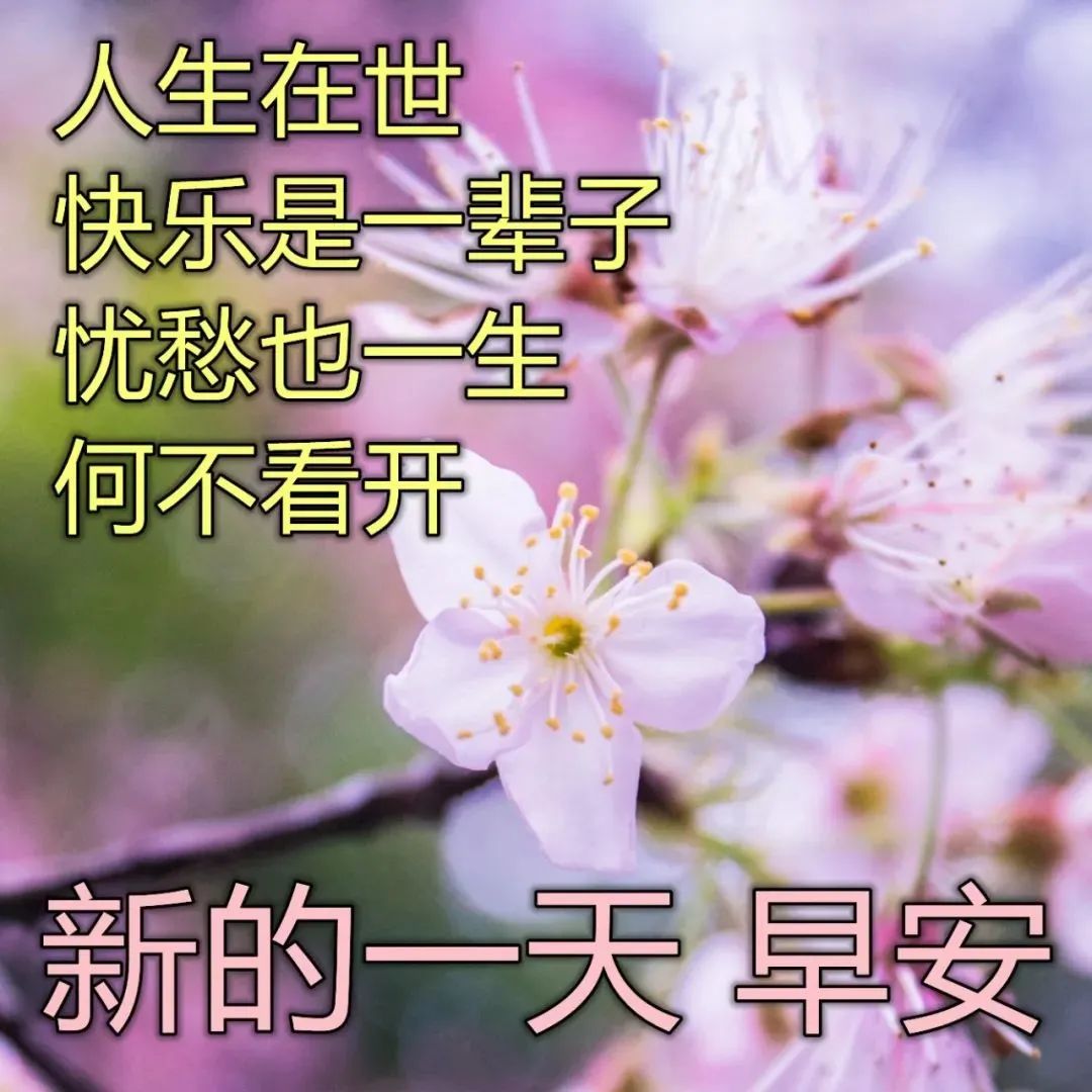 好看又唯美的鲜花早上好动态图片带字