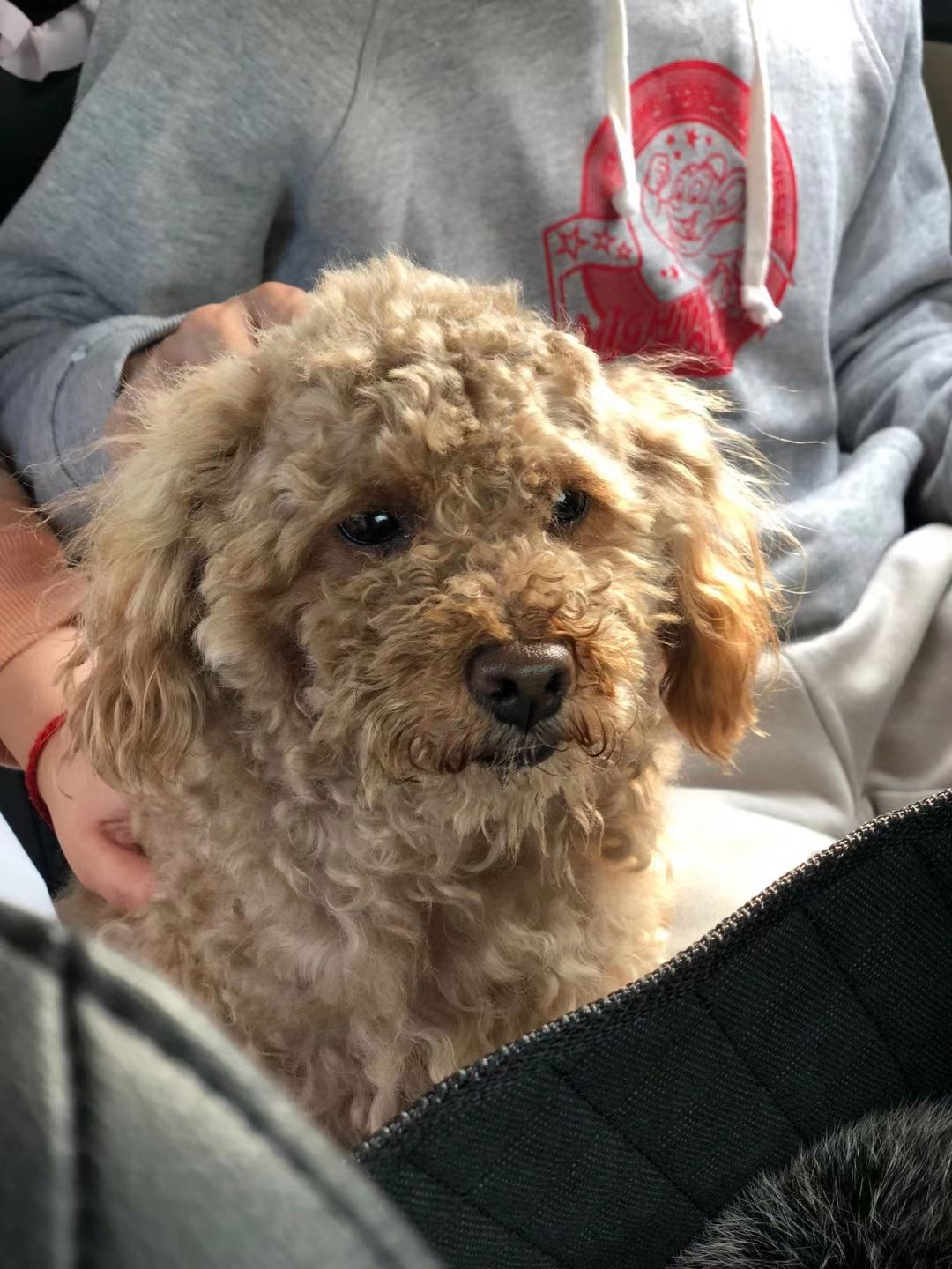 菜市场捡到一只流浪泰迪,满身泥像怪物,洗完澡颜值令人惊艳