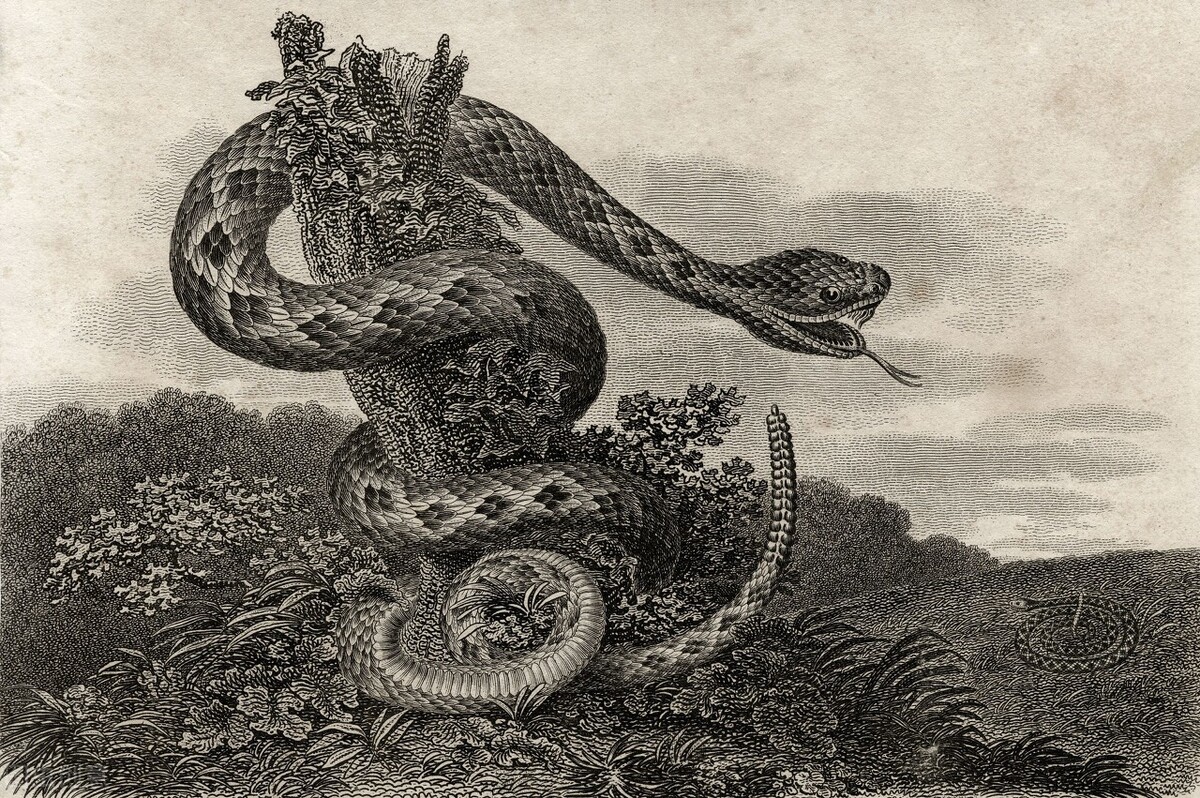 上古蛇王图片