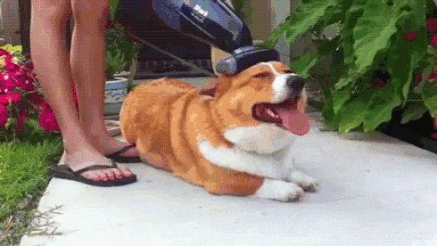 490_276gif 动态图 动图