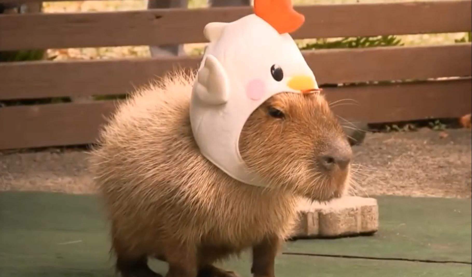 交友广泛的水豚,是如何做到独善其身的?动物界的老好人名不虚传