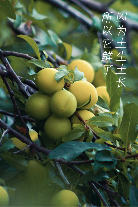 梅花果子|陈皮 青梅,狂飙好气色,狂飙健康美,狂飙好身材!