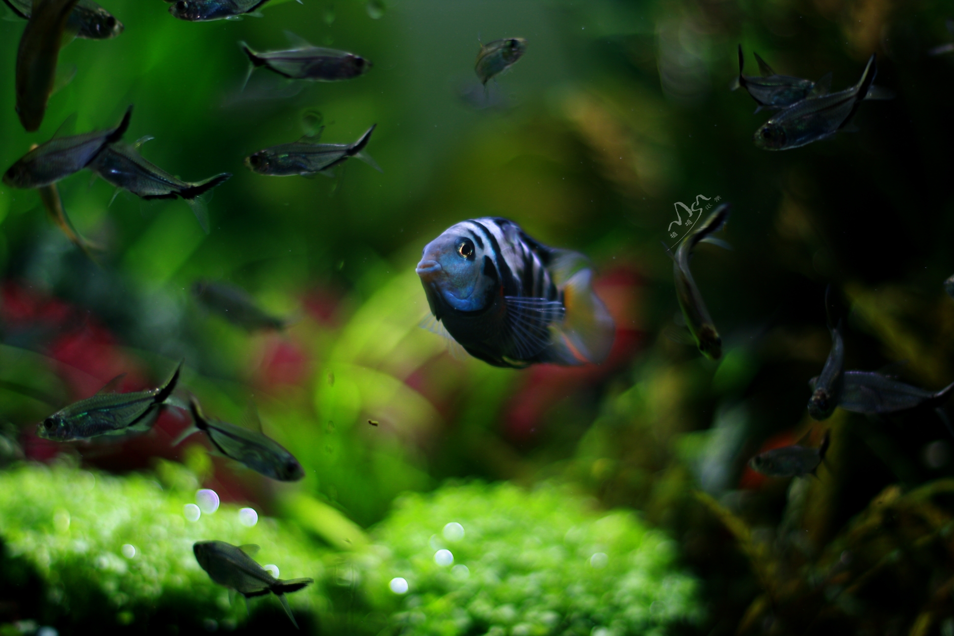 一个月的迷你鹦鹉多大?