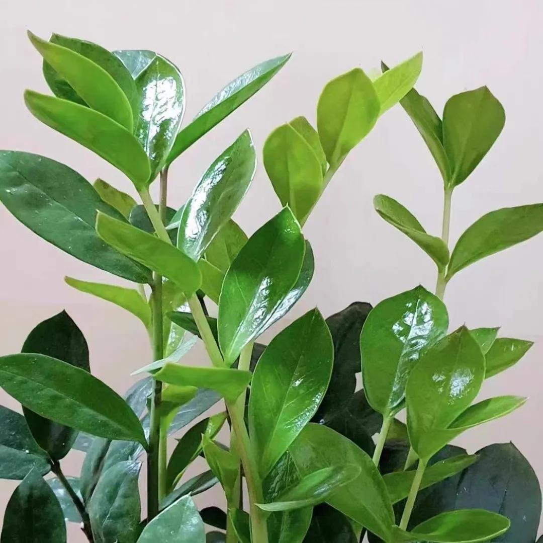 这花真好养,耐晒耐旱还耐看,不用管,越来越多