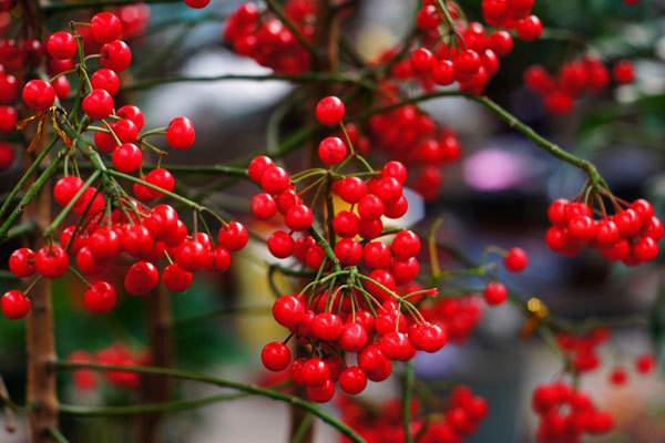 红色豆豆的花叫什么