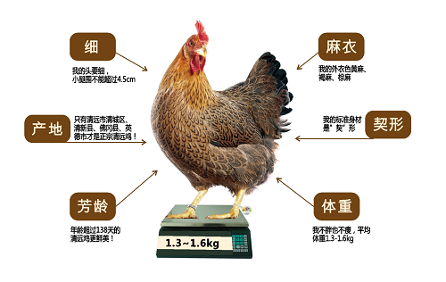 清远鸡内幕曝光原来我们平时吃的是