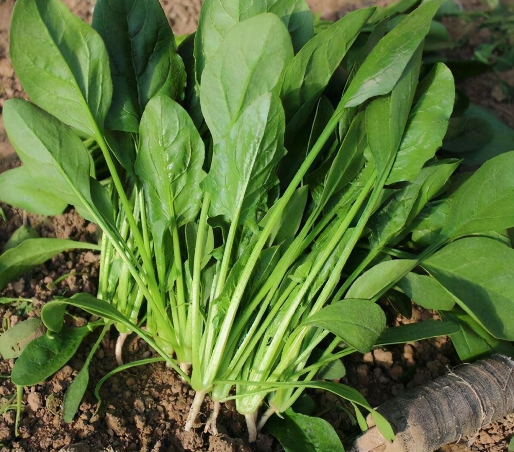 今天,我想和大家聊聊一种被誉为"天然长寿菜"的食材——菠菜.