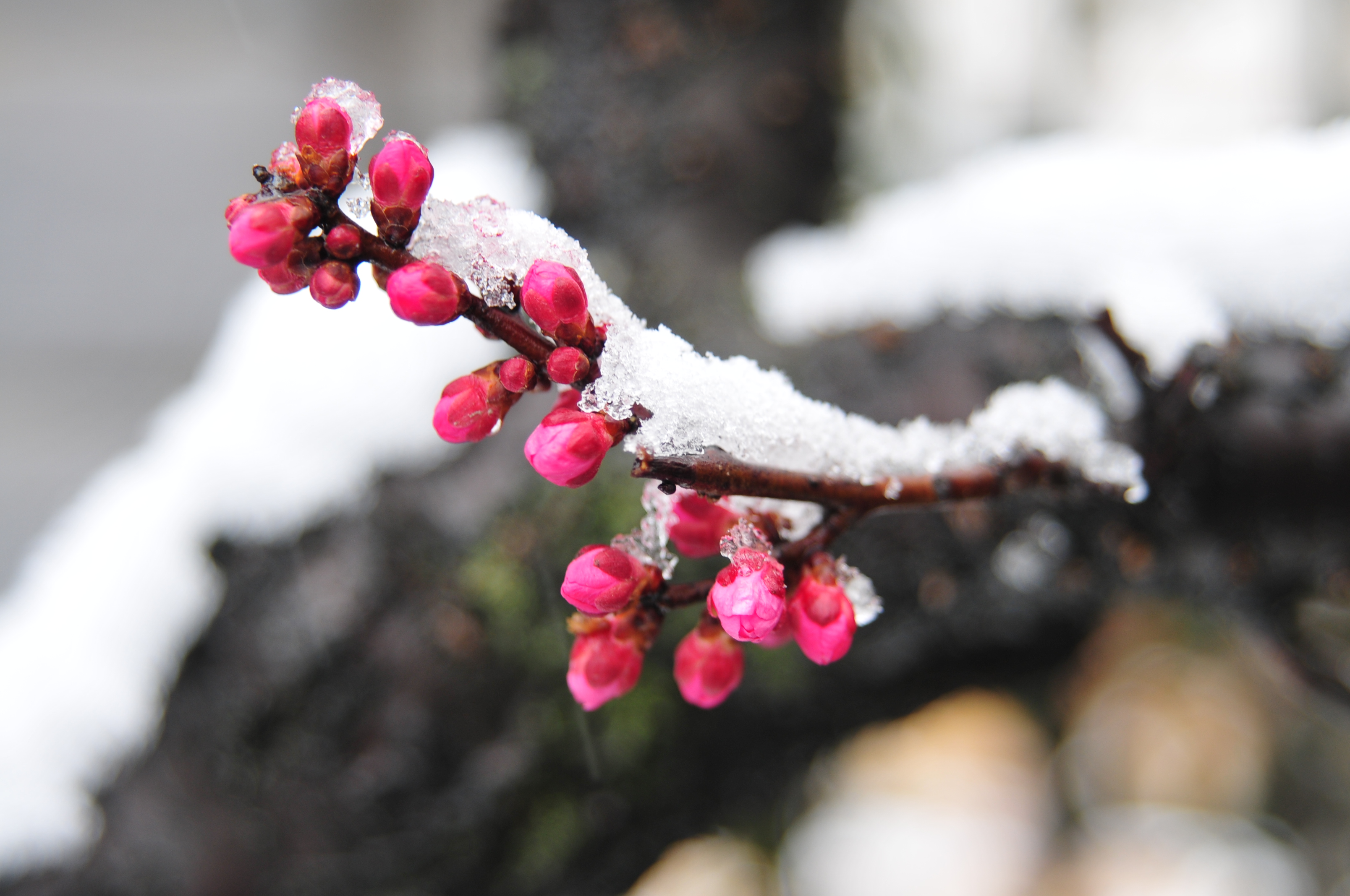 九首精美的梅花小诗,极尽梅花风姿,余味无穷,历久弥香