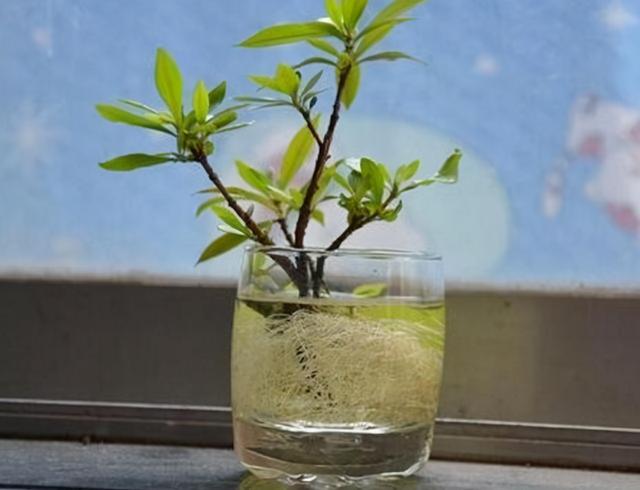 2种"生根水"用垃圾就能做,扦插,育苗,养根用一些,效果不错