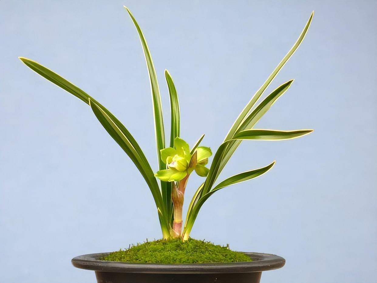 "春兰皇后"绿云,曾经的极品兰花,如今少抽一包烟便能入手一株