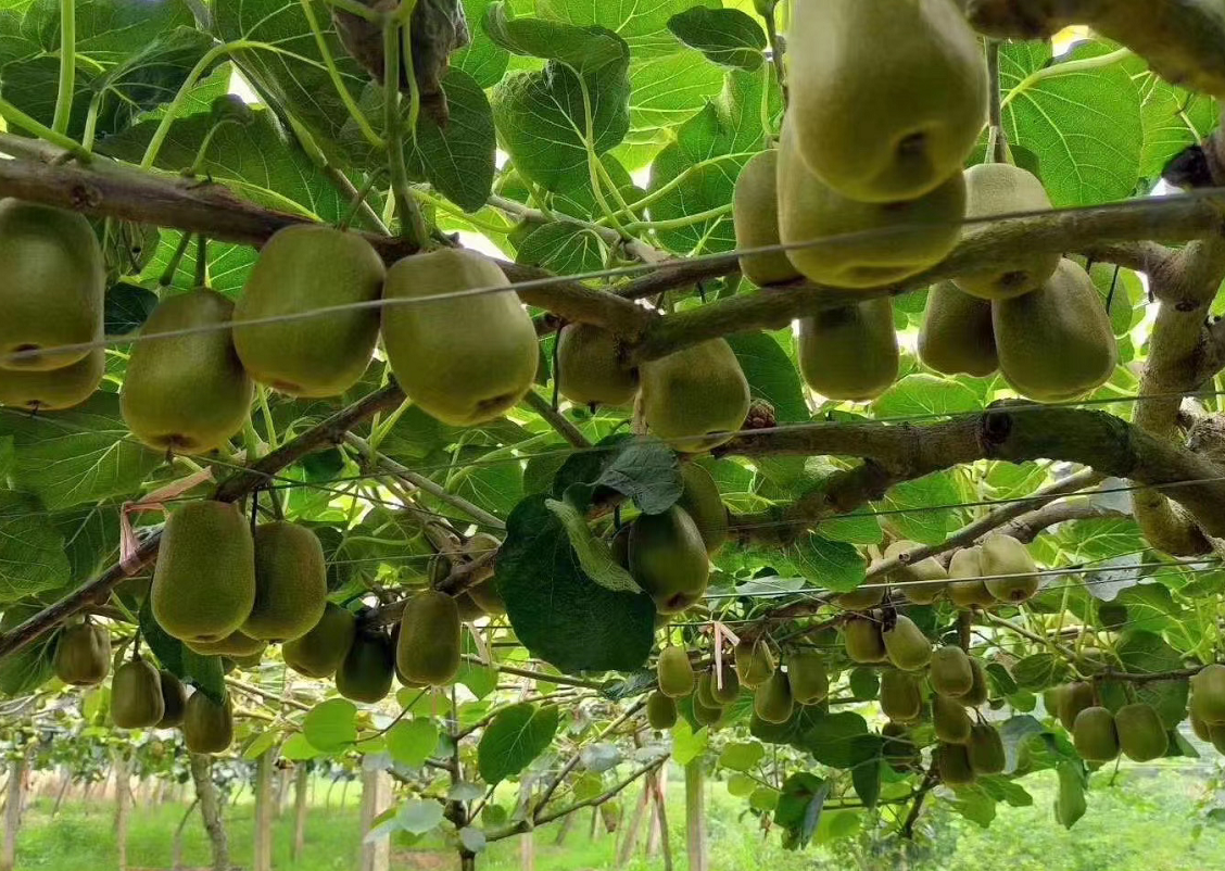 猕猴桃全身都是宝种植的时只需多做两步来年硕果累累