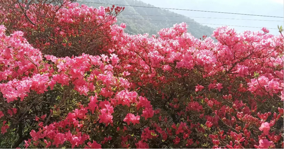 2021年龟峰山花期图片