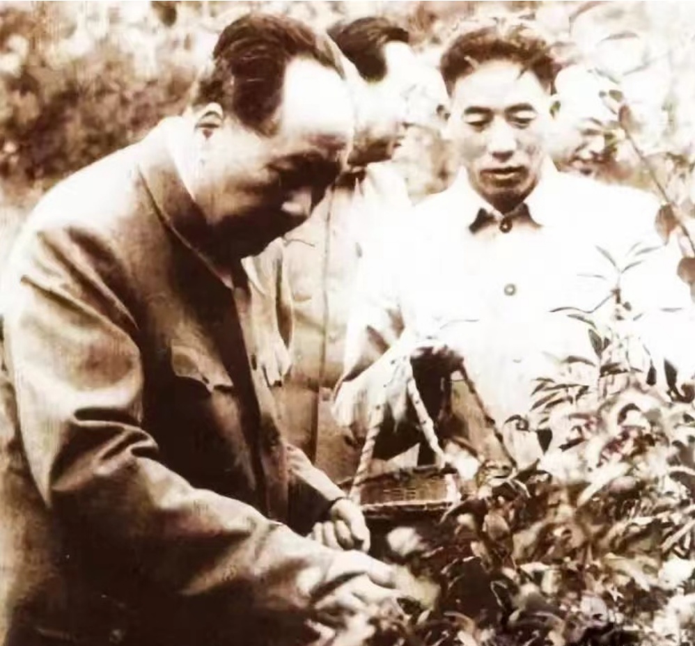 「文化大观」南茶北引东海青,嘉木永春千山翠