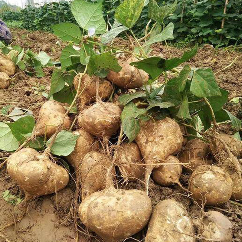 老樵聊三农:牧马山地瓜的种植时间,方法及管理技术