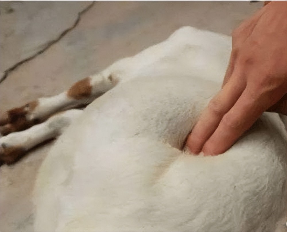 养羊人必须要学会!