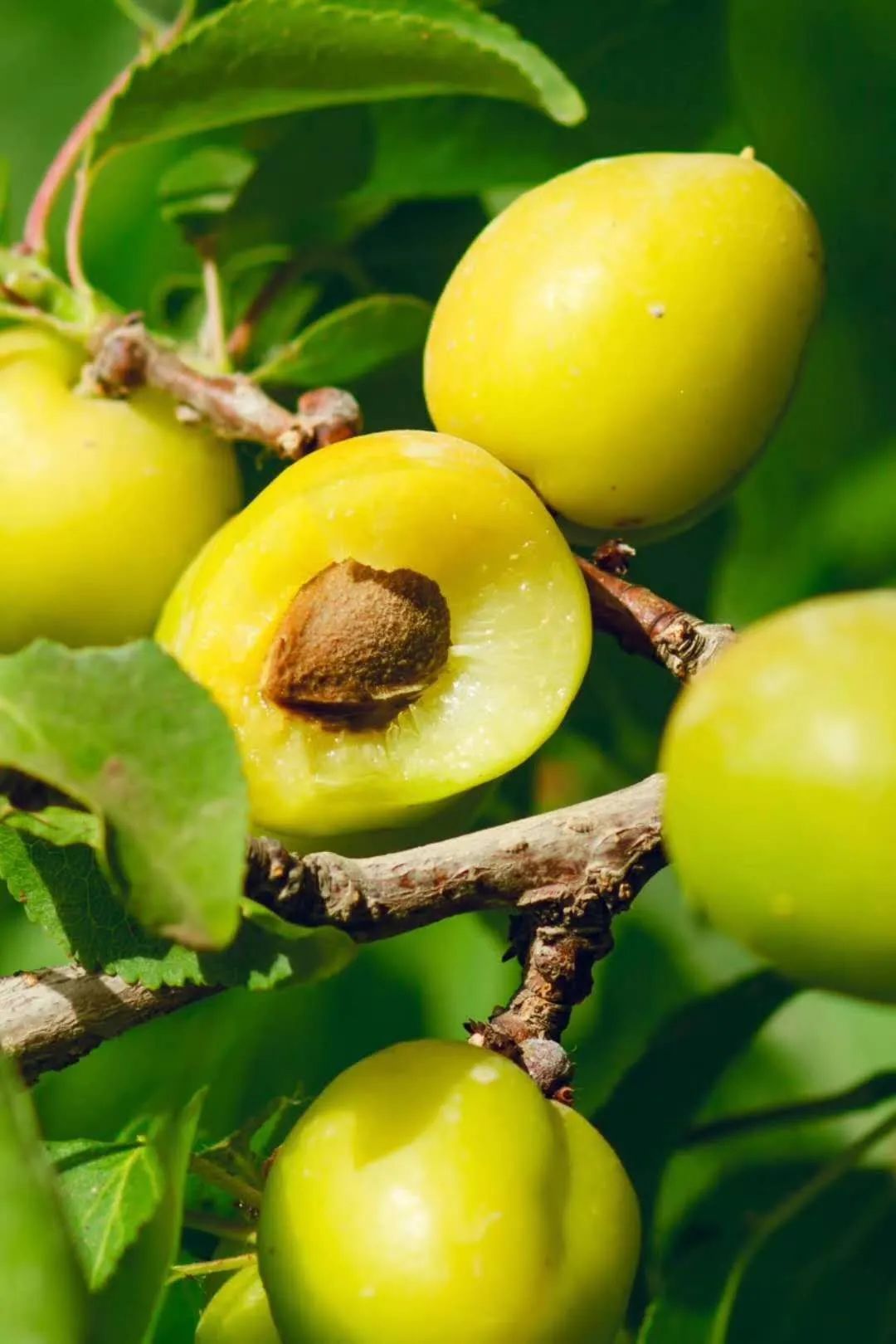 年年卖爆的新疆小白杏,今年限时尝鲜直降20元!速抢!