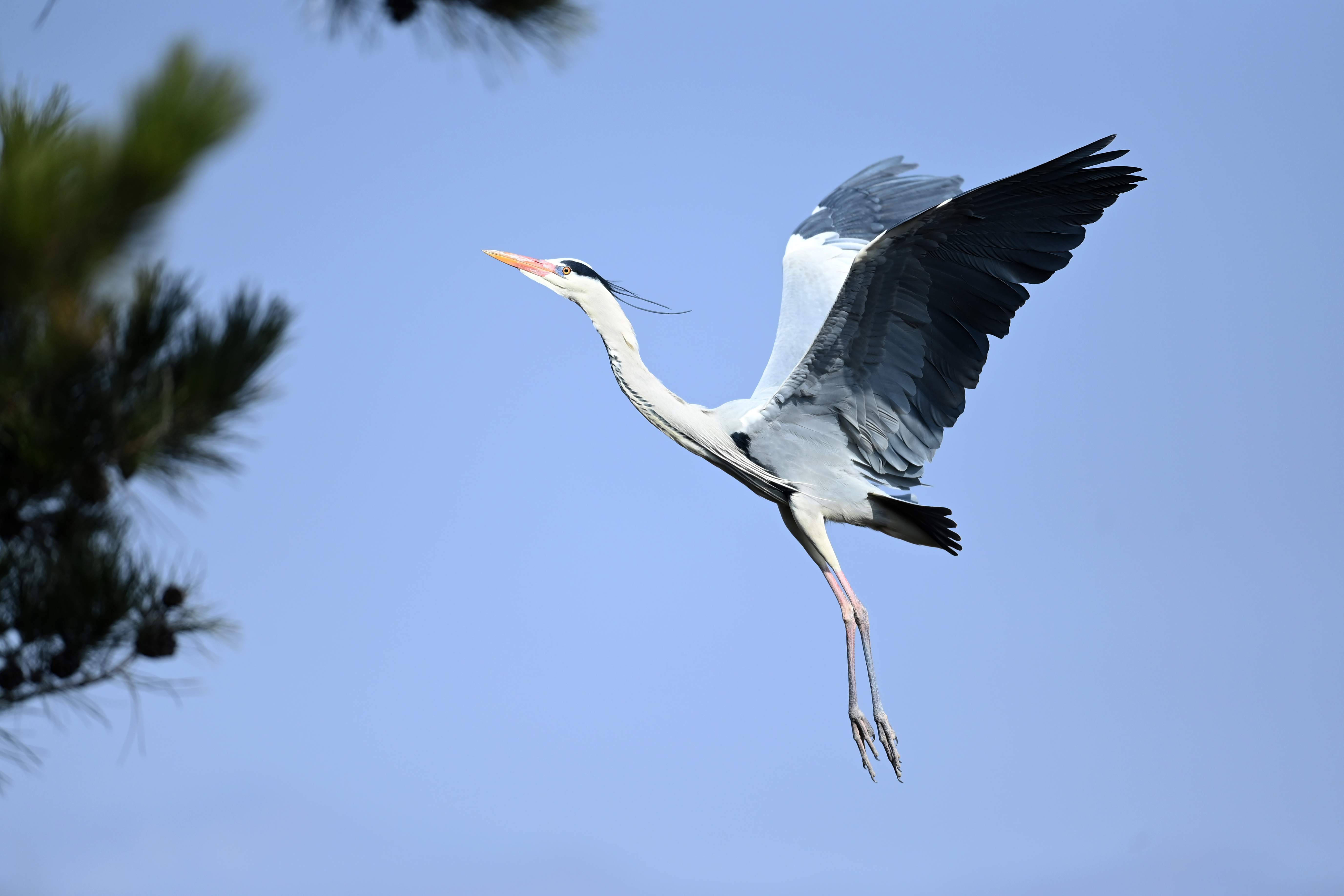 苍鹭起舞吕梁山