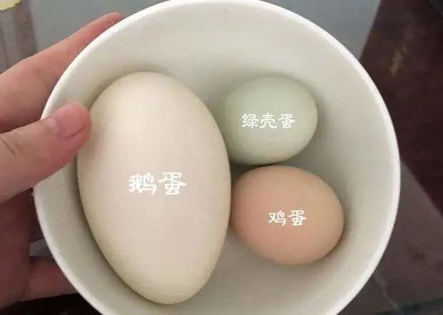 鹅蛋,鹌鹑蛋,鸡蛋和鸭蛋,哪个营养价值高?医生:这3种蛋少碰