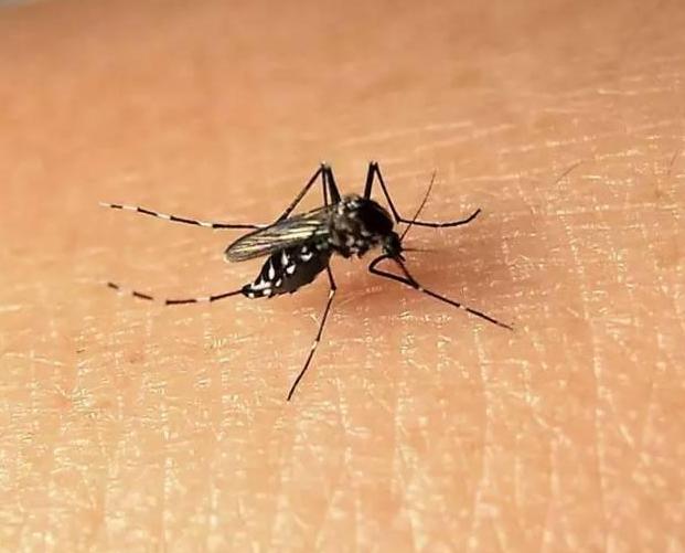 家里一只蚊子都没有