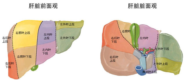 肝脏脏面h型的组成图图片