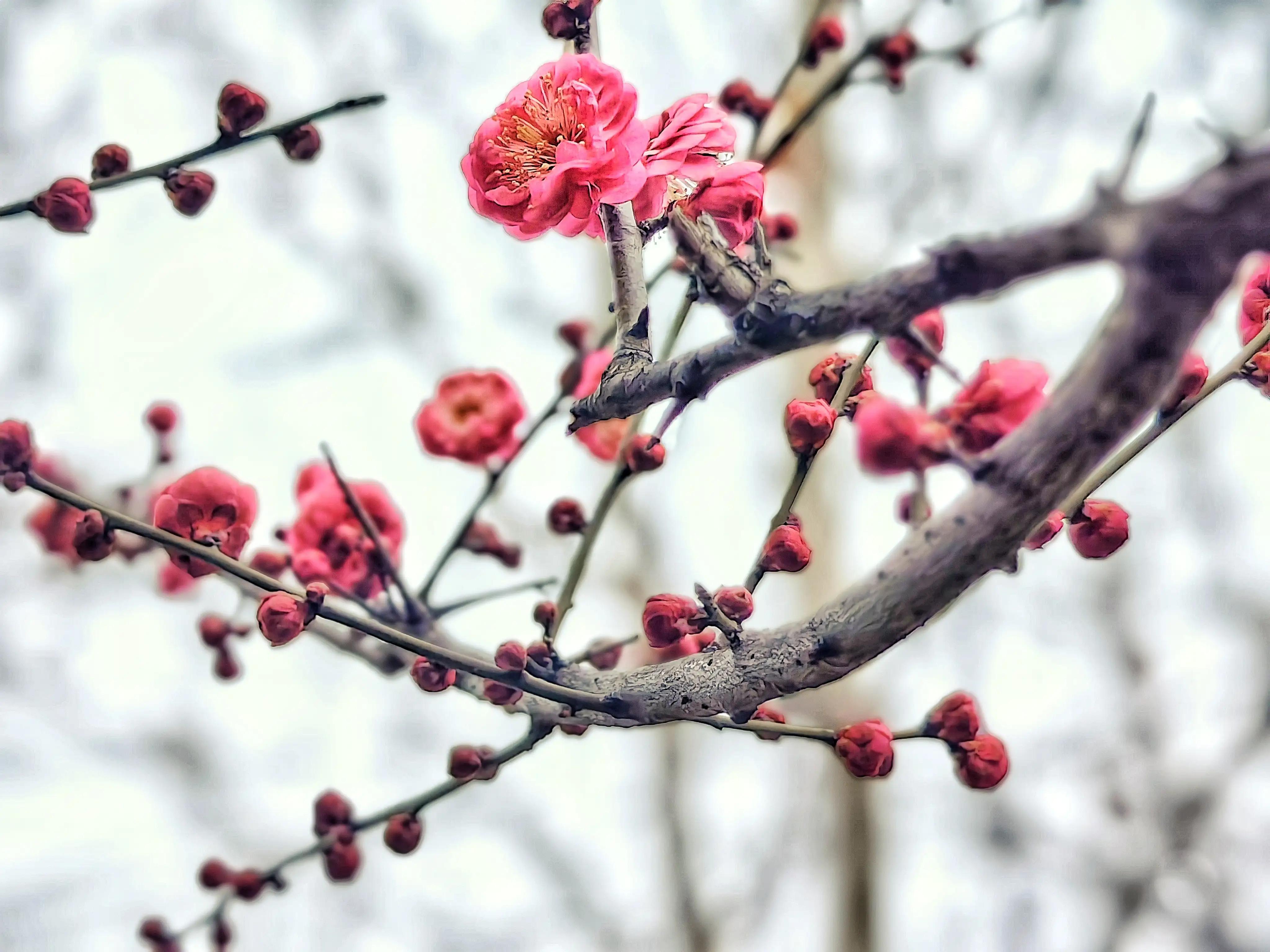 2月25日,随着气温节节攀升,商丘市柘城县千树园景区花道旁的红梅花开