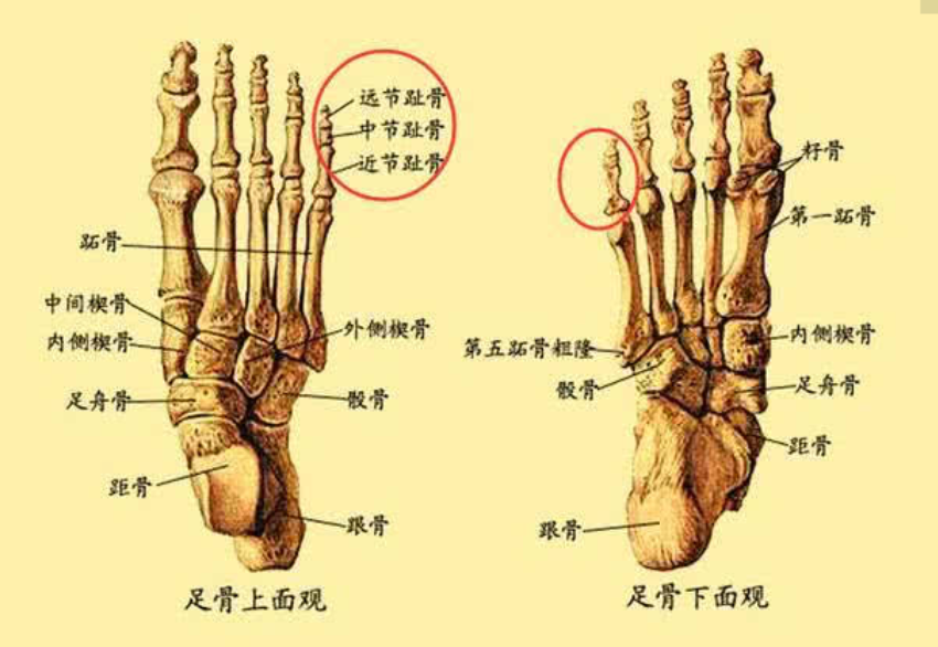 二,骨头缺少的原因 经过科学家的进一步研究后发现,中国人骨骼内缺少