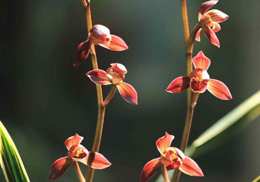 东方红神荷,一款品相独特的兰花,盆栽花大色艳,拍照十分美