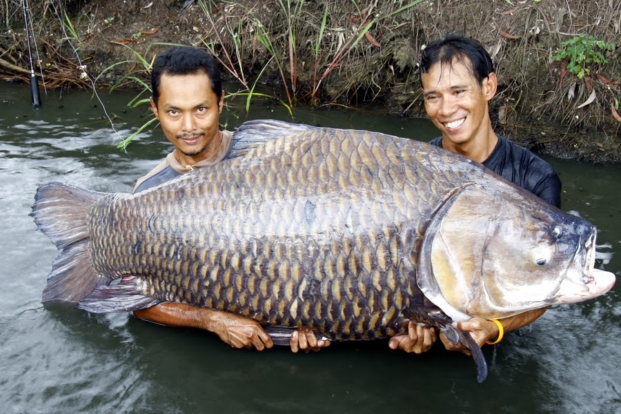 泰国巨型鲤鱼图片
