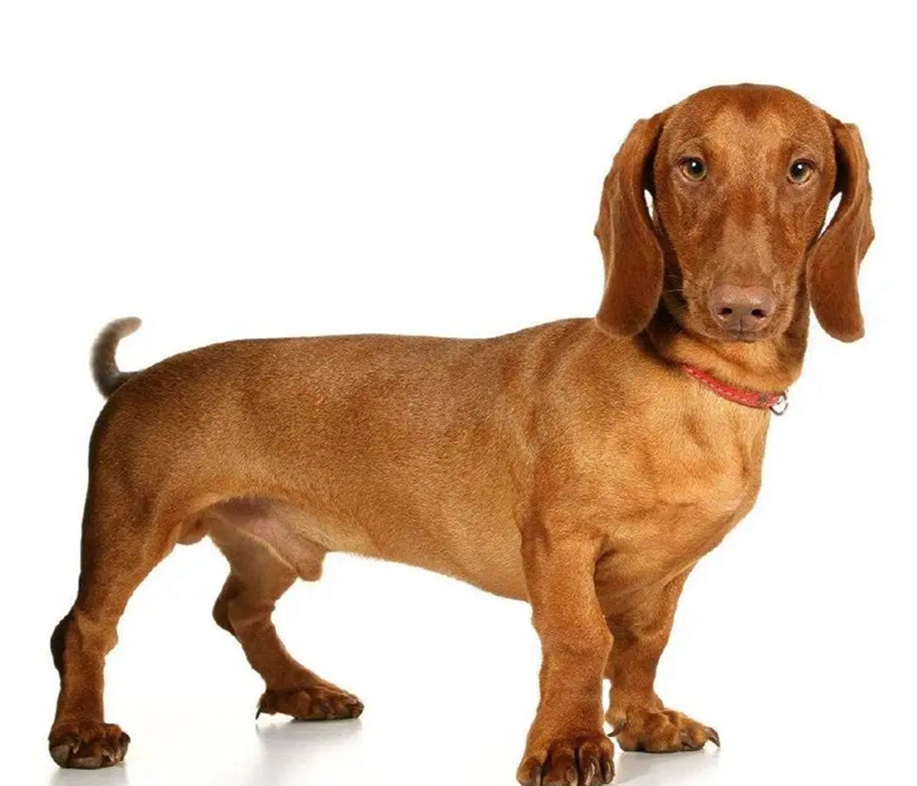 耳朵很大的狗是什么品种?