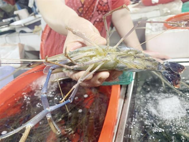 苏州大闸蟹少量上市 "太湖一号"罗氏沼虾俏销