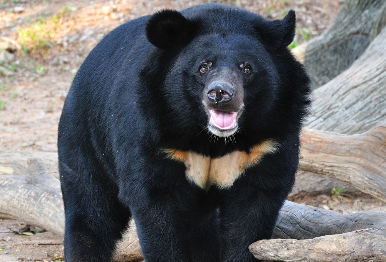 马斯克又来凑热闹!犀利点评杭州动物园黑熊真假,这一波耐人寻味