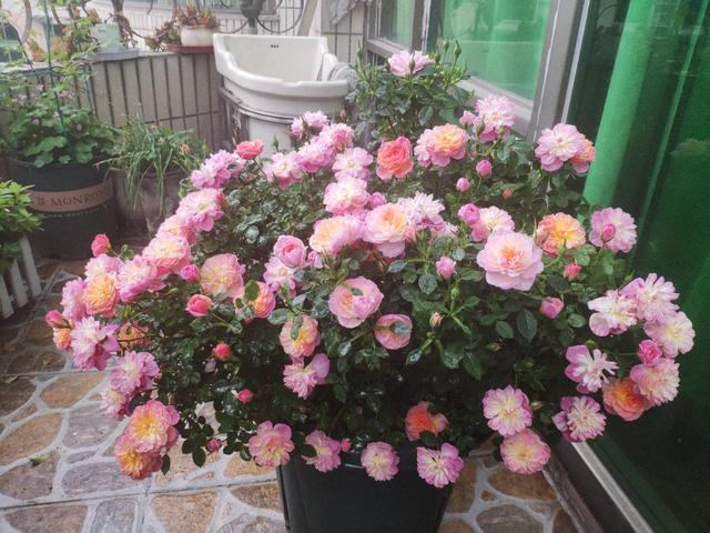 微月中不要错过这6个品种,专为阳台而生,在家也能养月季了