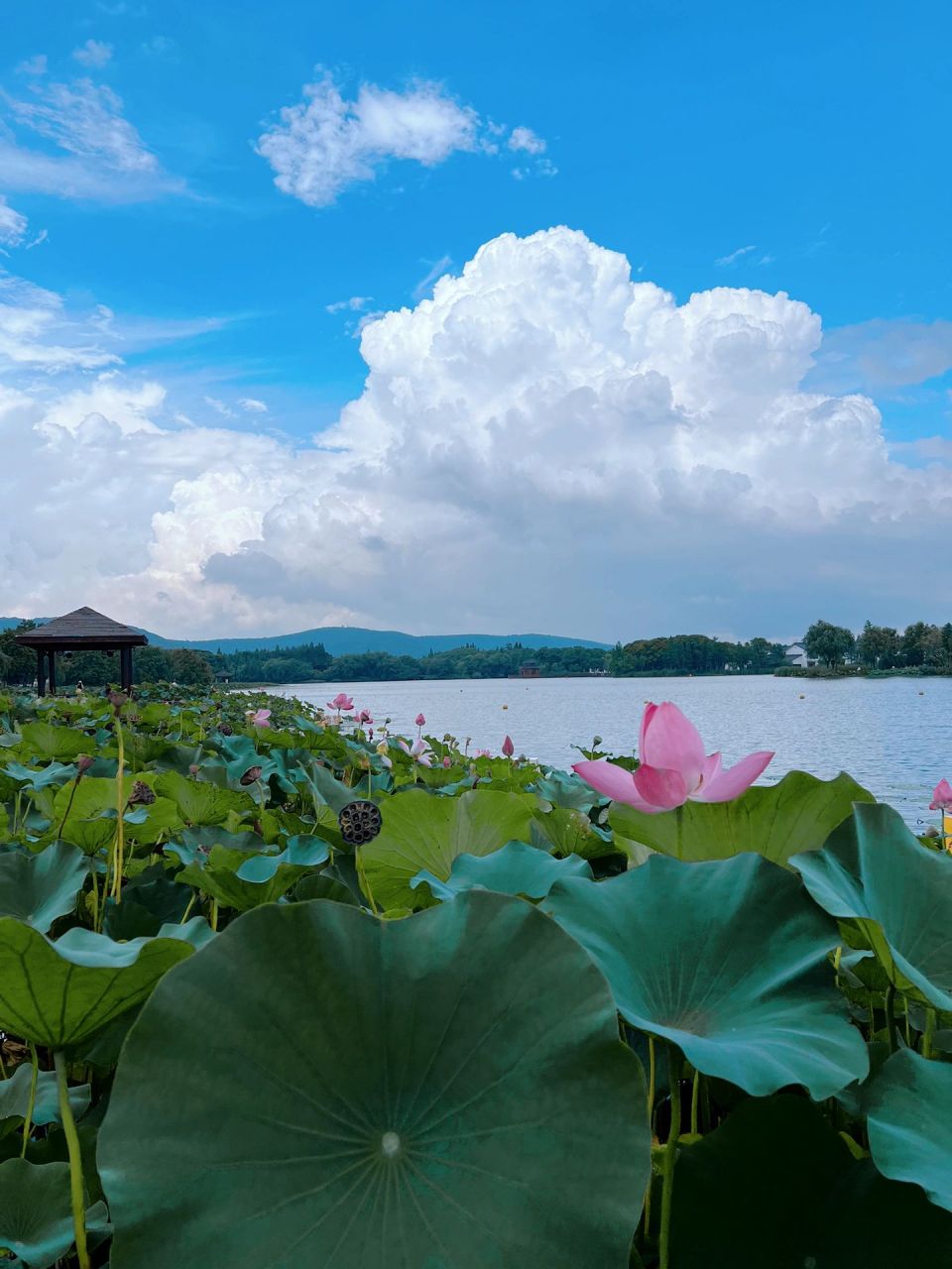 常熟的尚湖风景区坐竹筏 在水杉林里感受烟雨如江南 一行白鹭上青天