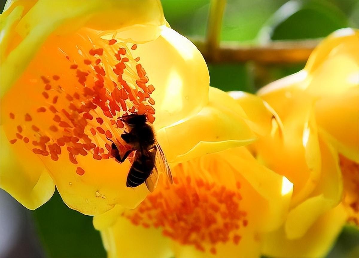 此花被誉为"植物金丝猴",金黄喜庆,营养丰富,耐赏佳品